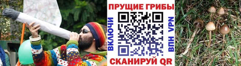 цена mega ссылка даркнет наркотические препараты Гусиноозёрск Галлюциногенные грибы Psilocybine cubensis